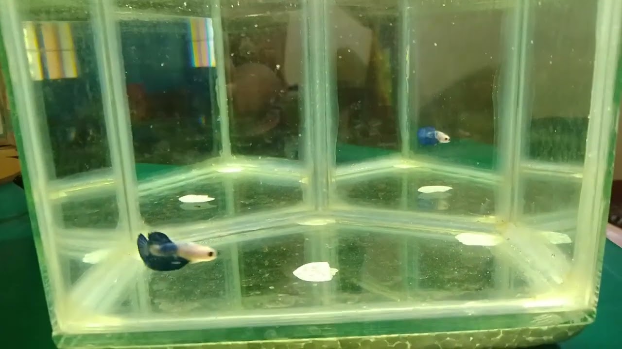 #subscribetomychannel #bettaindonesia #bettaphilippines #bettafish My 2nd batch HMPK Betta fish
