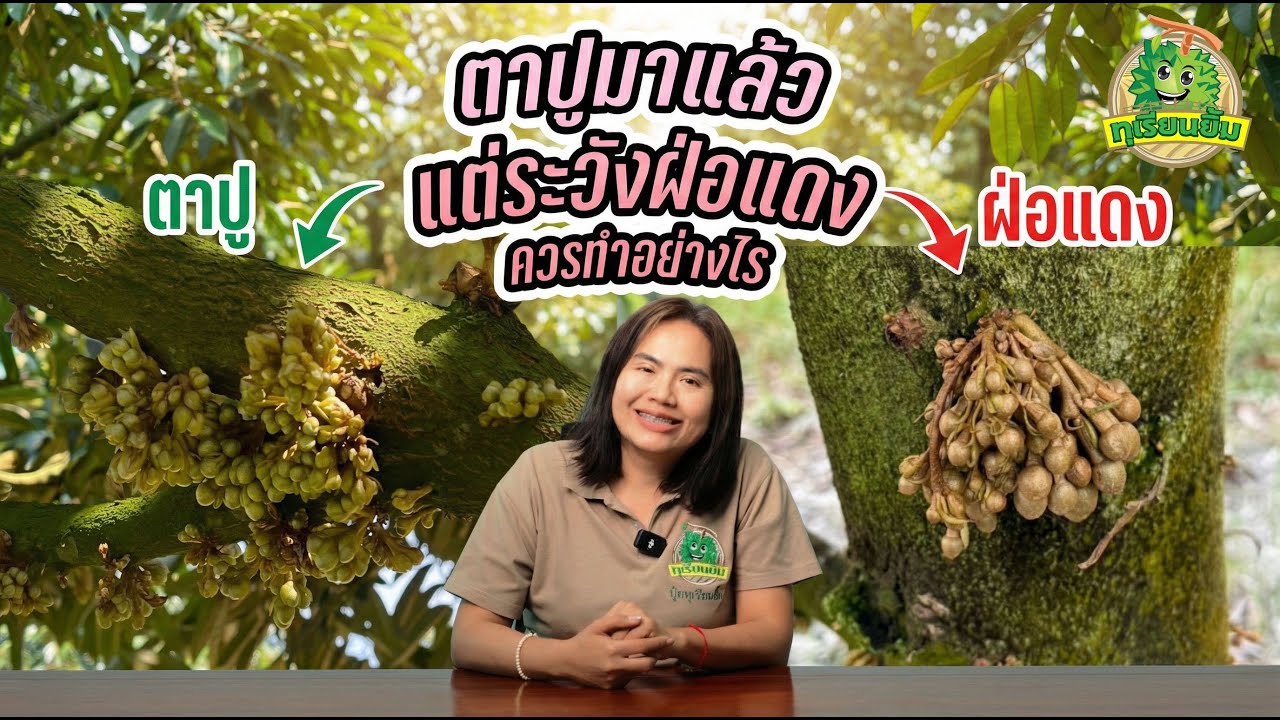 ตาปูมาแล้ว ข้อควรระวัง จะกลับไปฝ่อแดง !!