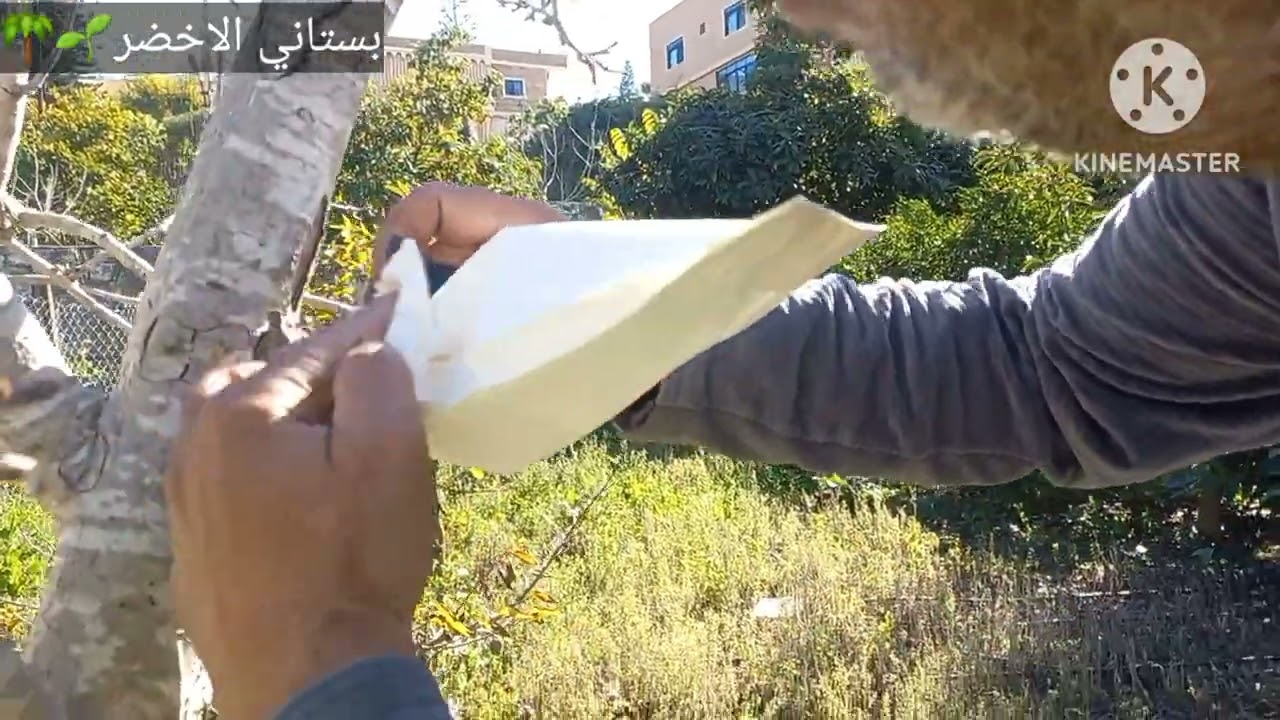 يومياتي في البستان مع اخوكم ابو بحري اتمنى من الجميع الاشتراك في القناة وتفعيل الجرس ❤