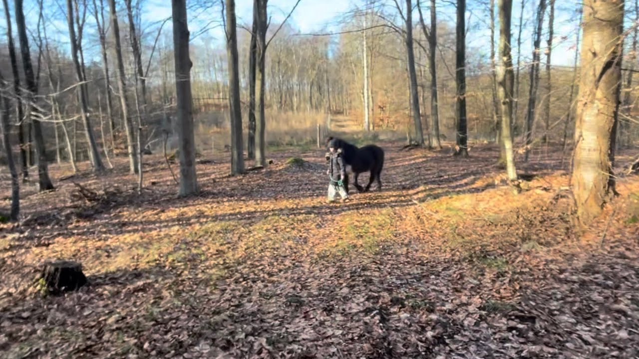 Jordtræning, hygge og tur i skoven🐴