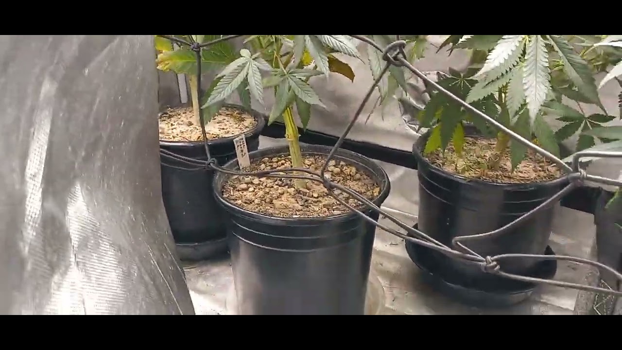 Sour diesel Bx2 x Gsd f5 week 3. 2x4 update Maxsisun mf2000 x2