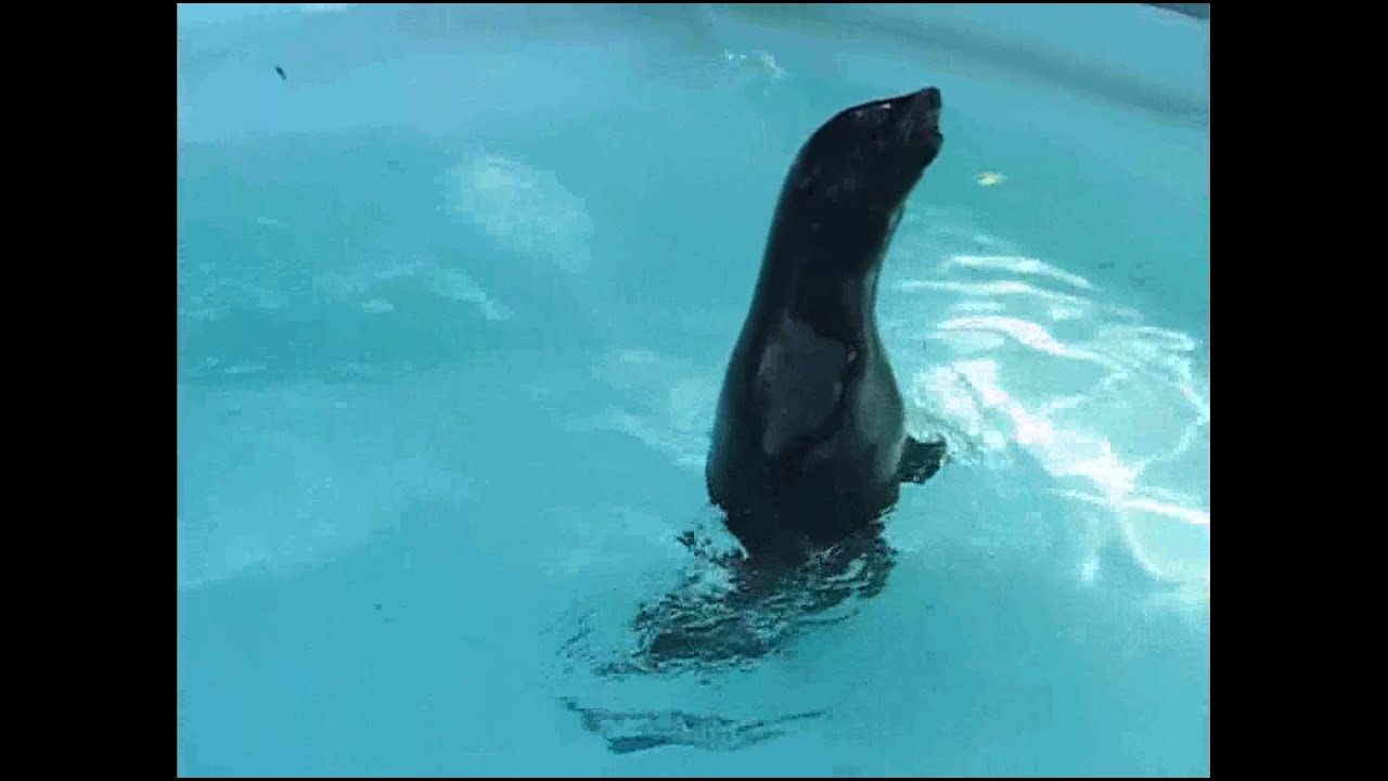 Beo zoo vrt 2018 - Belgrade zoo 2018