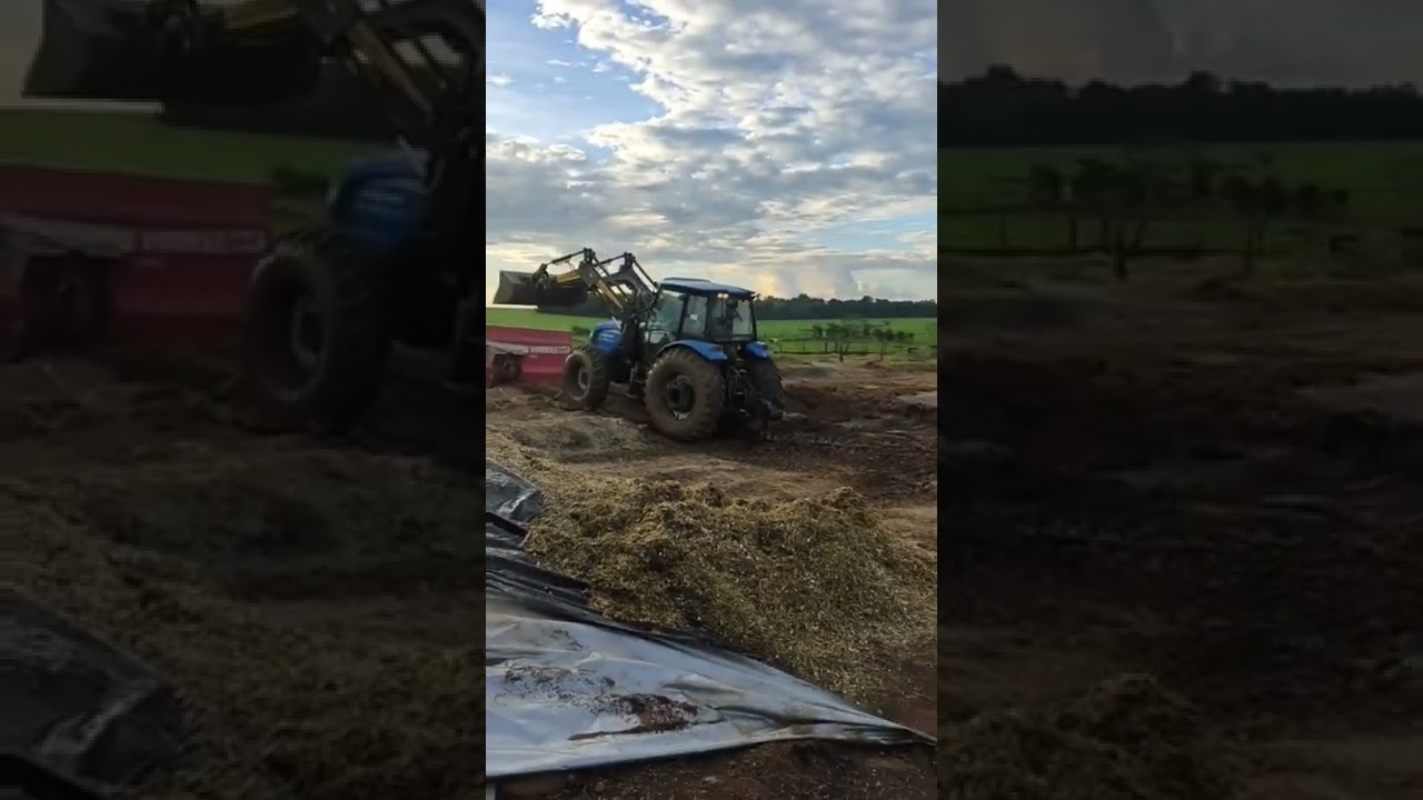 Ls Tractor P100 conjunto frontal vence tudo 1550 carregando silagem.. #lstractor #silagem #trator