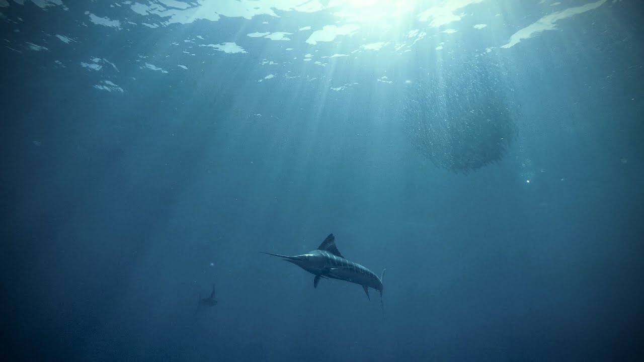 Spearfishing Mexico - ASD 