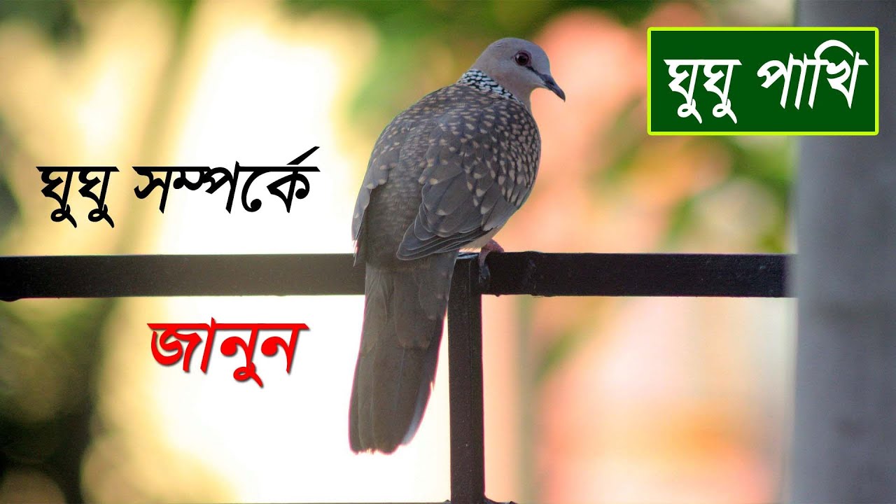 ঘুঘু পাখি সম্পর্কে মজাদার তথ্য | Facts about dove bird | ঘুঘু পাখি  | Bivinno Bissoy Totho