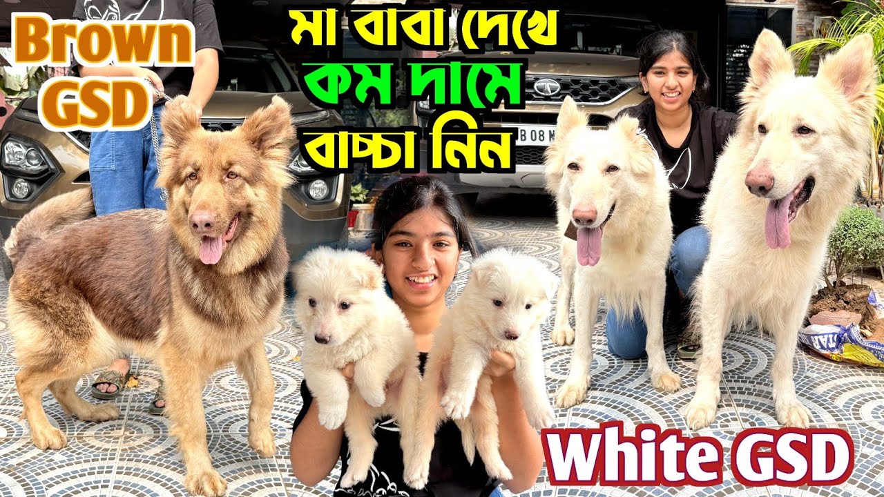Brown Colour German Shepherd Dog. White German Shepherd Home Breed Puppies in Durgapur.