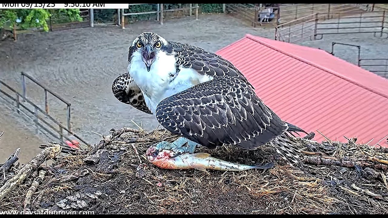 Hold on, hold on, Swoopie is coming with the fish soon! 2025 09 15 21 15 15 170