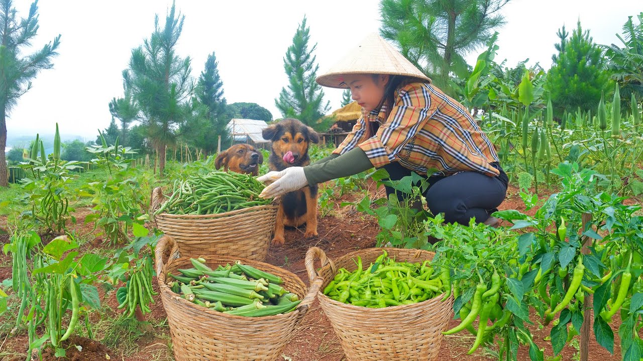 Harvest Yardlong Beans, Green Peppers, Okra Goes To Market Sell, Cook With Them, Germinate Seeds.