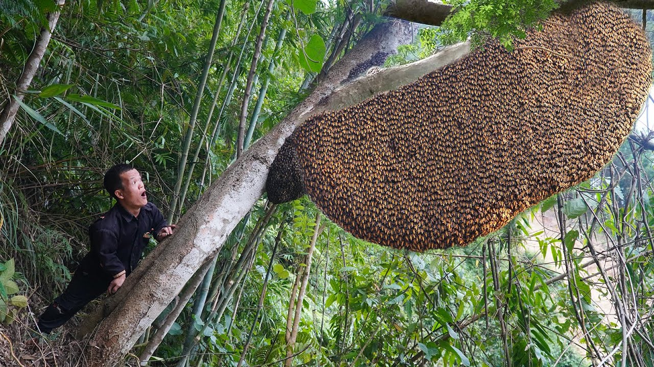 Dwarf Family Discovers a Giant Beehive in a Tree - Wild Honey Is Truly Amazing
