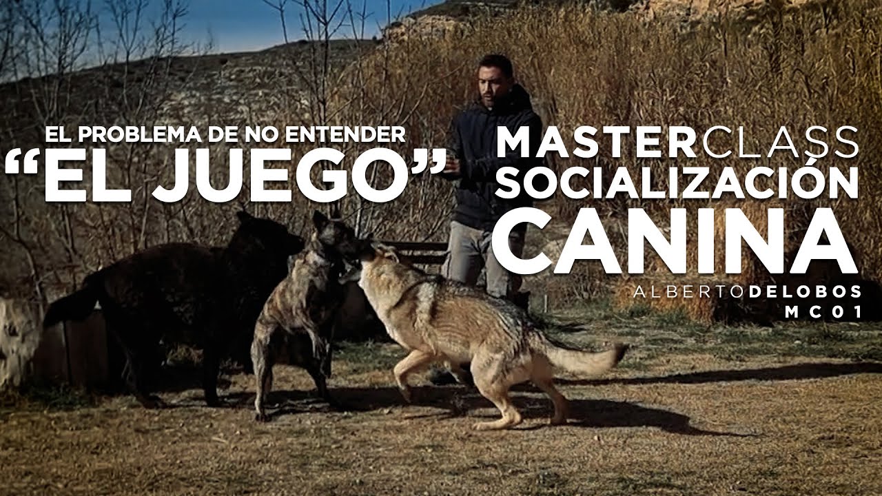 El problema de no entender 