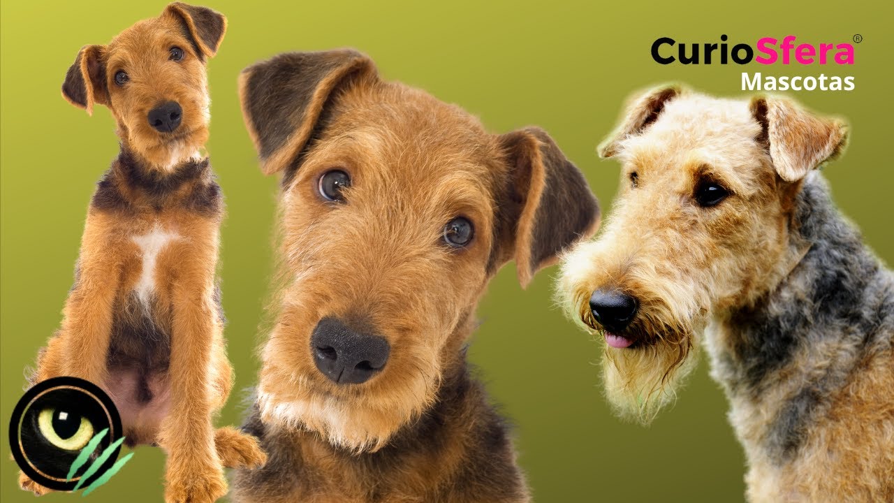 Raza Airedale Terrier 🐕