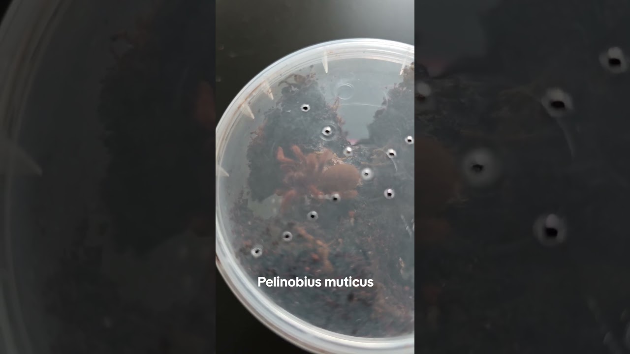 Największy Afrykański ptasznik Pelinobius Muticus #terrarium #spider #ptasznik
