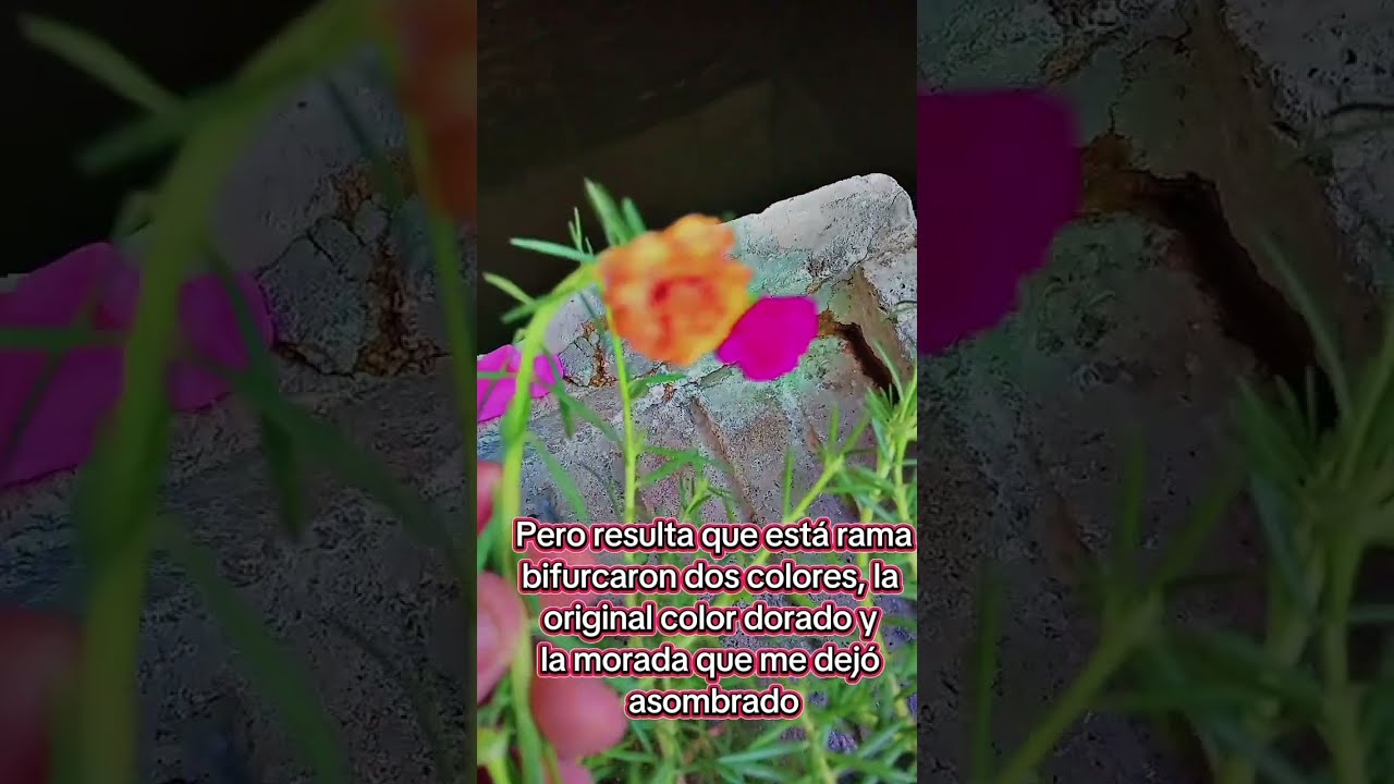 #jardinería