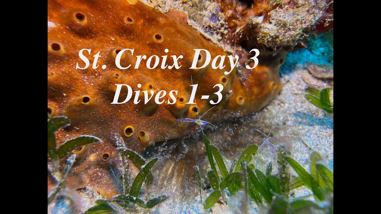St Croix Day 3 ~ Alien Nation, Swirling Reef of Death, Cane Bay Wall ~ East