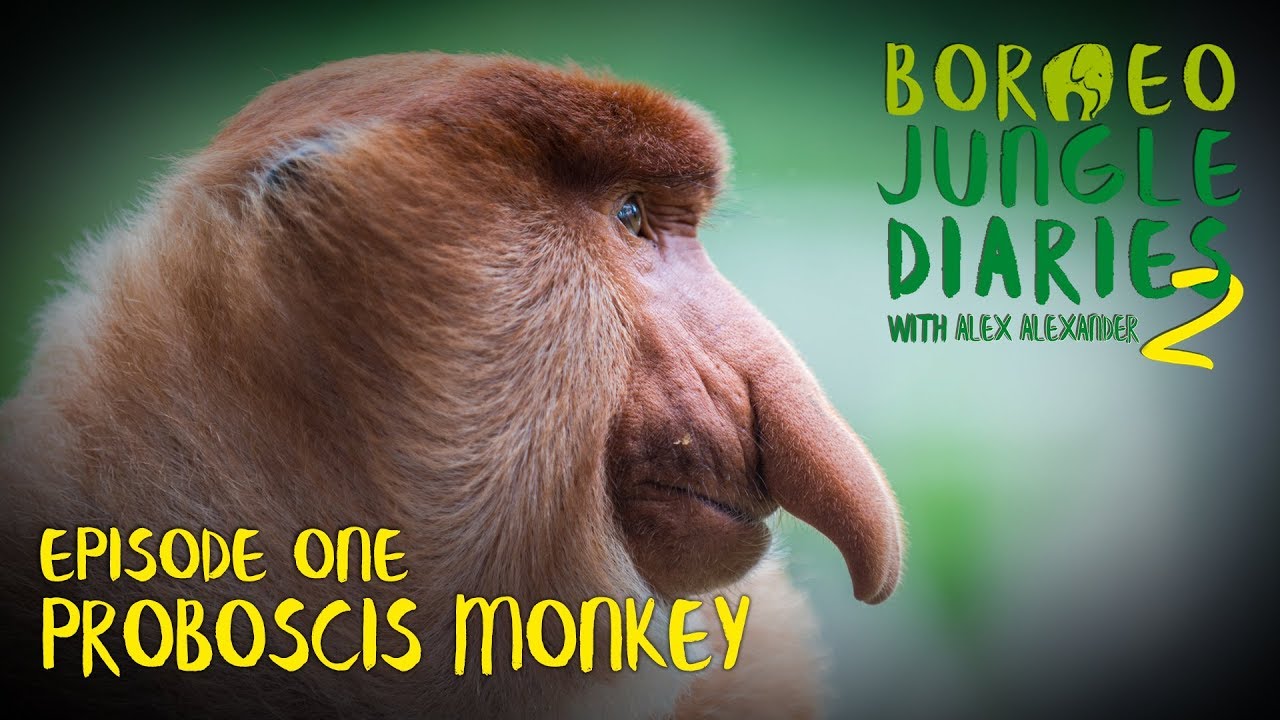 Proboscis Monkeys: Big Nosed Beauties | Borneo Jungle Diaries (S02E01) | SZtv