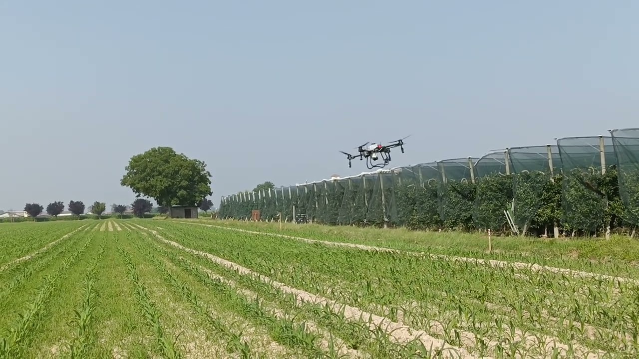 Diserbo su mais con drone