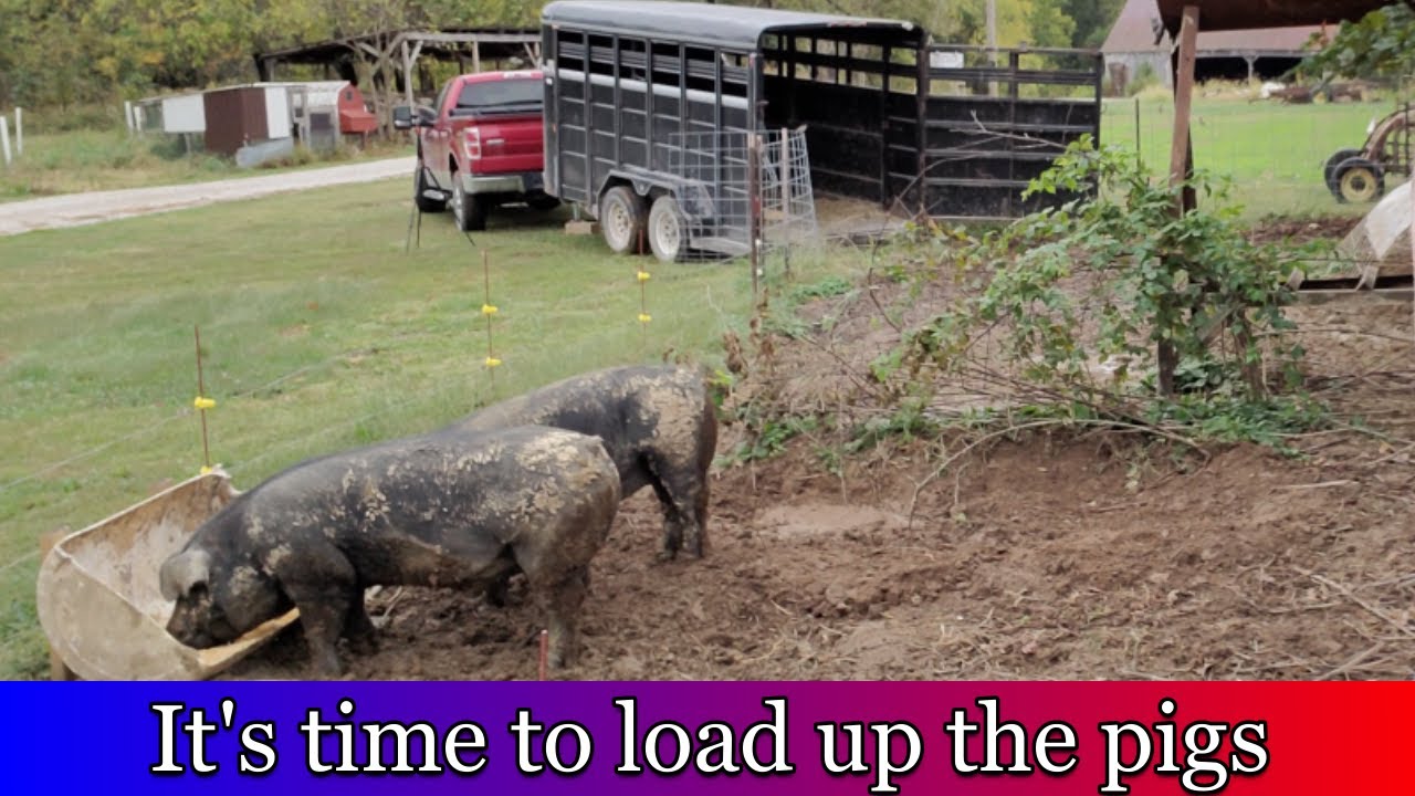 Taking the pigs to the processor.  What was our feed cost?