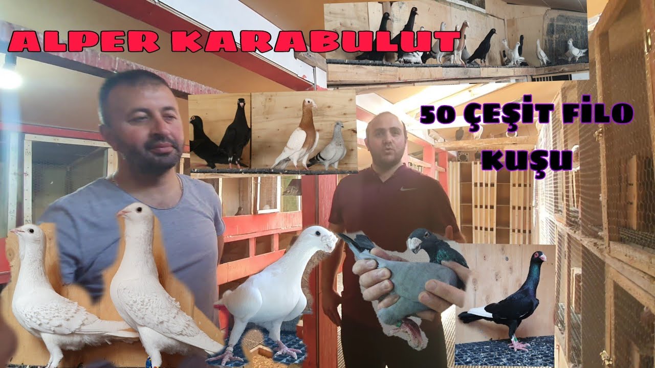 MUHTEŞEM FİLO KUŞLARI 50 YE YAKIN IRK  3 DEV ÜRETİM KAFESİ  ALPER KARABULUT KÜMESLERİ