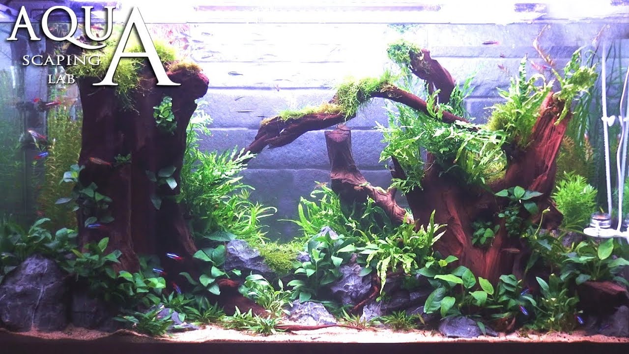Aquascaping Lab - Tutorial Natural plant aquarium 