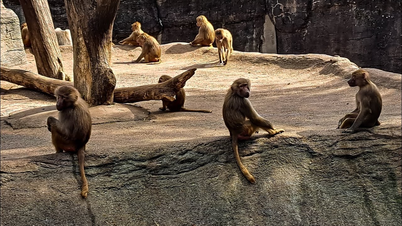 Affen aus dem Tierpark Hagenbeck - Hamburg || Teil 14 || @TierparkHagenbeck || @Its.Sarah.99 