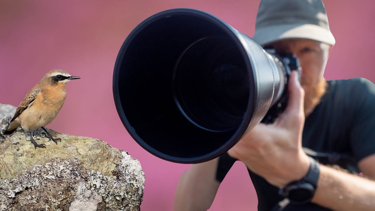 Soft Diffused Light for Bird Photography