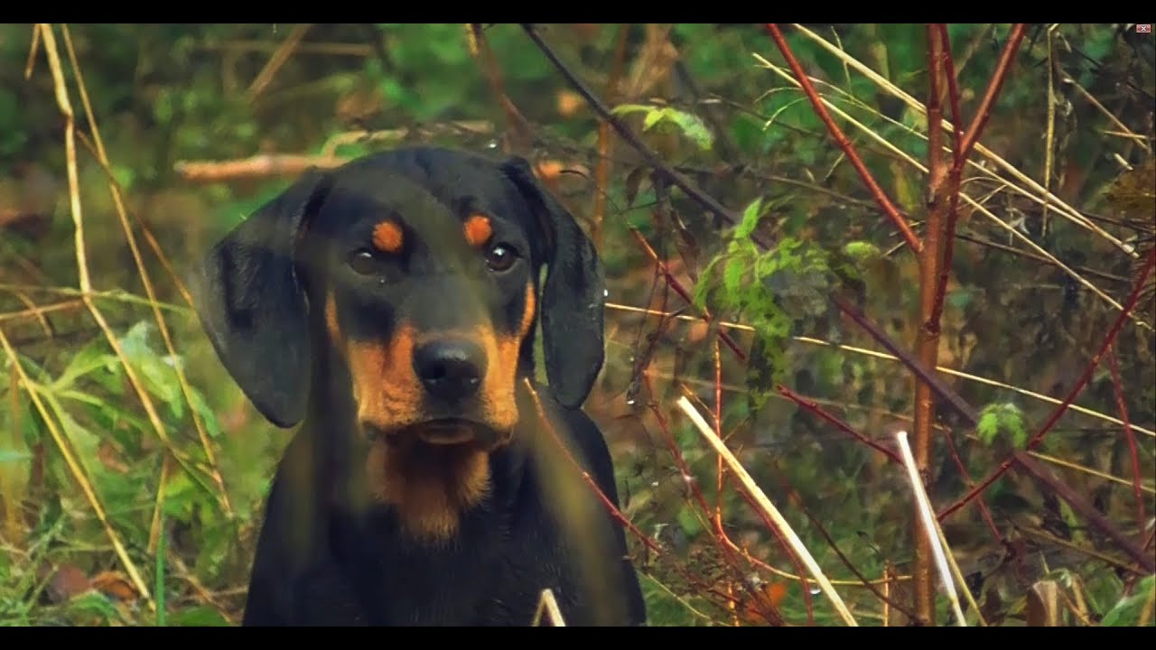 Pirmosios pamokos. Lietuvių skalikų šuniukai/ First lessons of Lithuanian Hound puppies