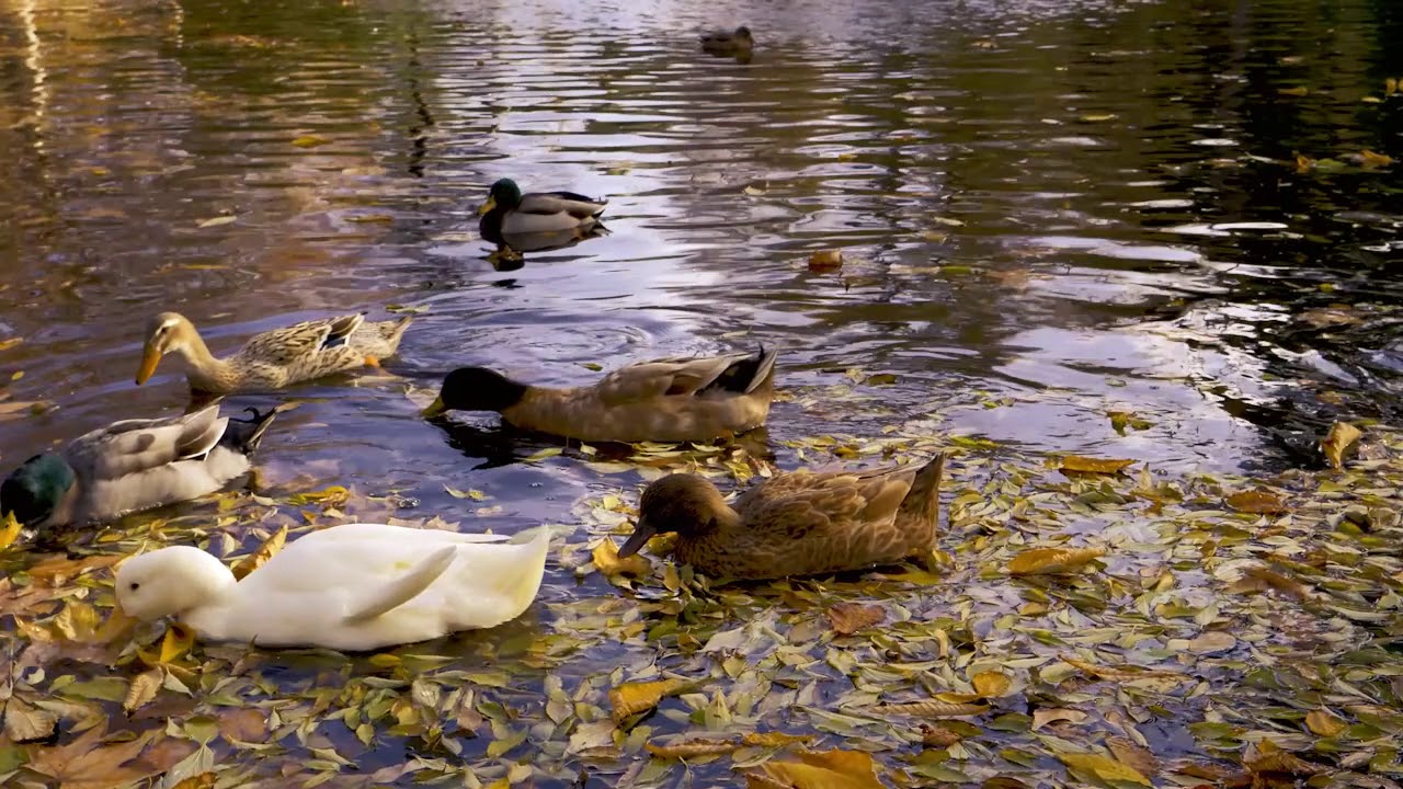 RELAJÁNDOSE EN EL PARQUE DEL RETIRO DE MADRID EN OTOÑO.     PARTE 2