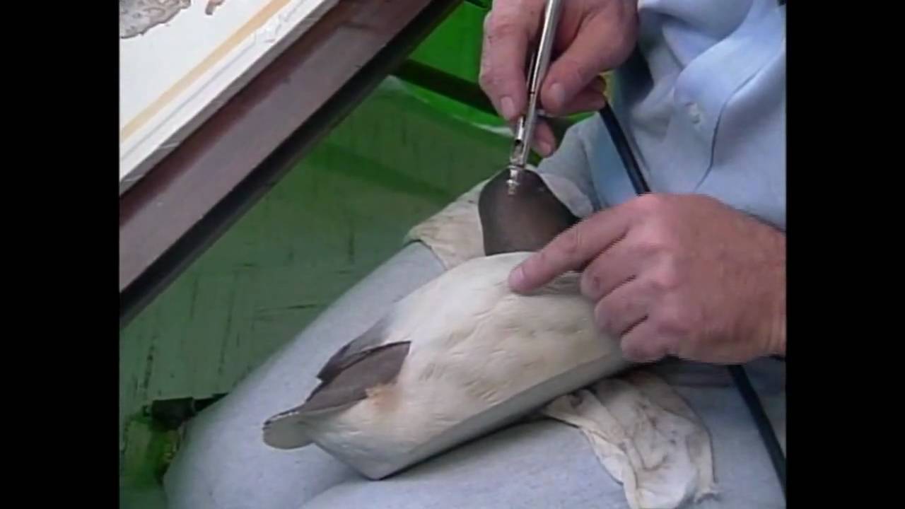 Airbrushing Wildfowl Cravings - part5