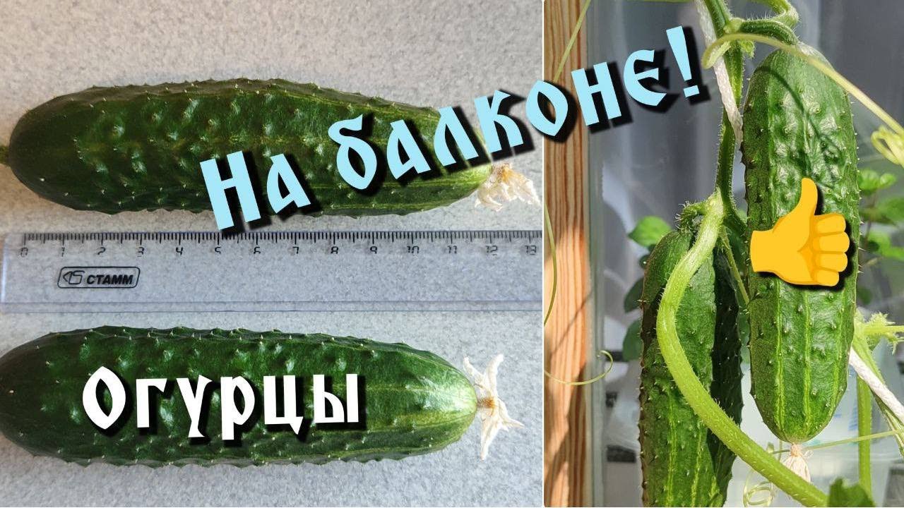 Огурцы на балконе,подоконнике,дома!