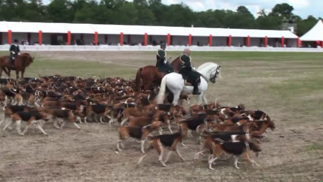 Vautrait de Banassat - Lamothe Beuvron 2016