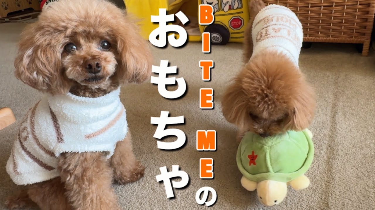 はじめて動くおもちゃを買ってみた！どんな反応するのかな⁉︎