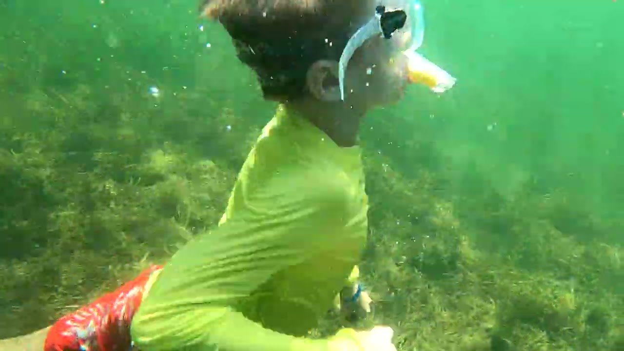 Scalloping Crystal River Florida July 27 2025 am  scalloping tour