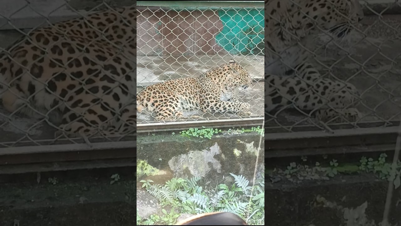 Bengal Safari/animal park