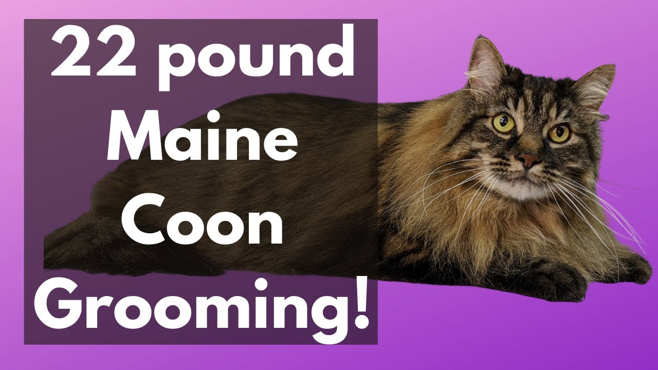 22 pound Maine Coon Grooming!