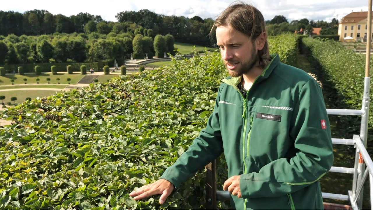 Glücklich im Grünen | Buchenhecke im Barockgarten Großsedlitz | Schlösserland Sachsen