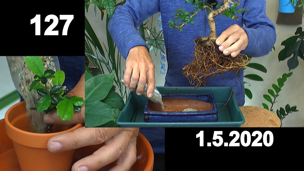 Zimmerpflanzen. Indoor Bonsai Fukientee, Chili und Kirschmyrte. Vermehrung Fukientee Abmoosung und