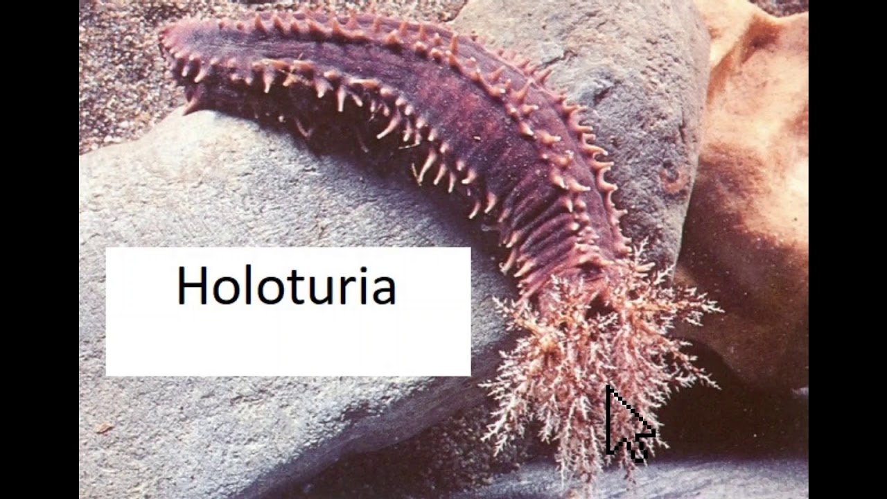 LOS EQUINODERMOS (CLASIFICACI&Oacute;N)