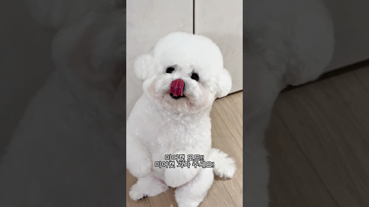 당근거래. #비숑 #강아지 #귀여워 #일상 #반려견 #딸 #육아 #댕댕이 #행복 #가족 #행복