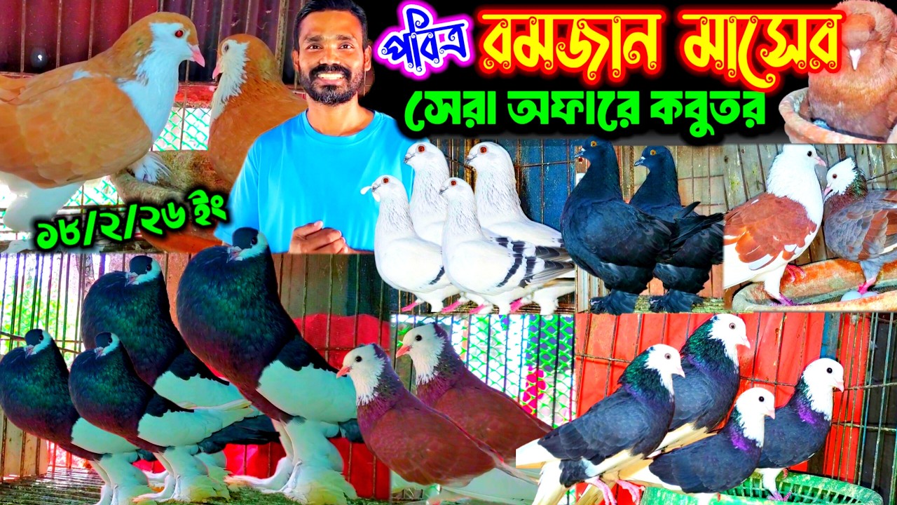 পবিত্র রমজান মাস উপলক্ষে সেরা অফারে কবুতর কিনুন | শতভাগ ডিম বাচ্চা গ্যারান্টি সহ ৭০+ ফেন্সি কবুতর |