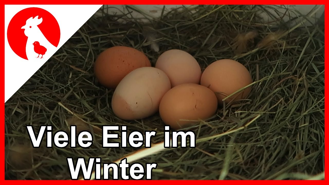 030 So legen eure H&uuml;hner auch im Winter! Jensman and the Huhns🐔