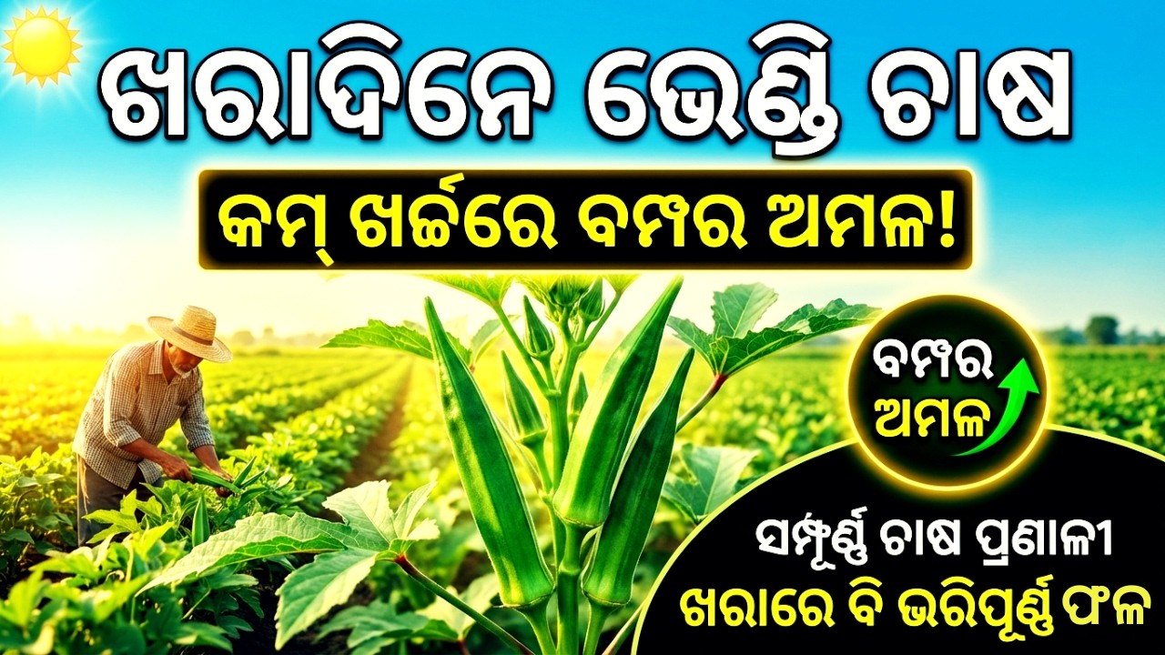 ଖରାଦିନେ ଭେଣ୍ଡି ଚାଷ: କମ୍ ଖର୍ଚ୍ଚରେ ବମ୍ପର୍ ଅମଳର ସମ୍ପୂର୍ଣ୍ଣ ପ୍ରଣାଳୀ | Summer Okra Farming in Odisha