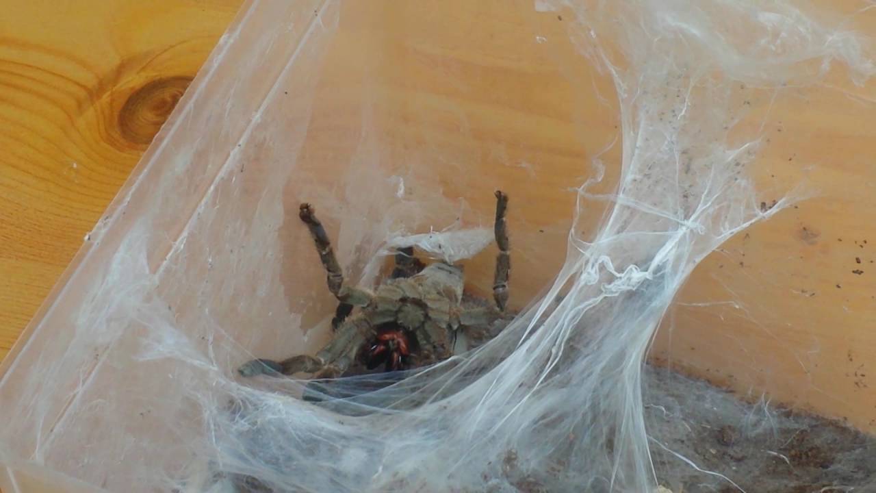 NIK&TOM#24 Odbieranie kokonu od agresywnej samicy Heteroscodra maculata