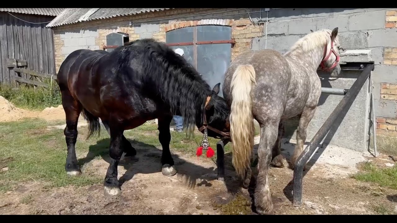 Ogie Sztumski Wulkan - na Podlasiu!