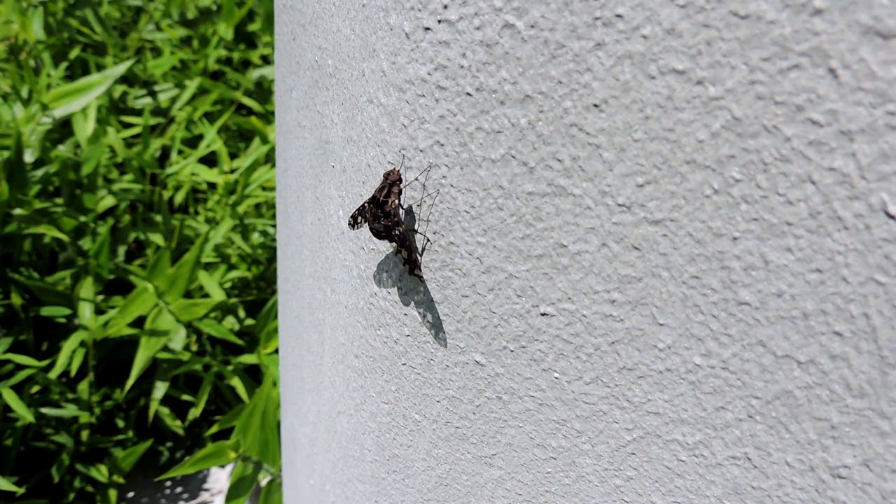 Capital Naturalist: Tiger Bee Fly