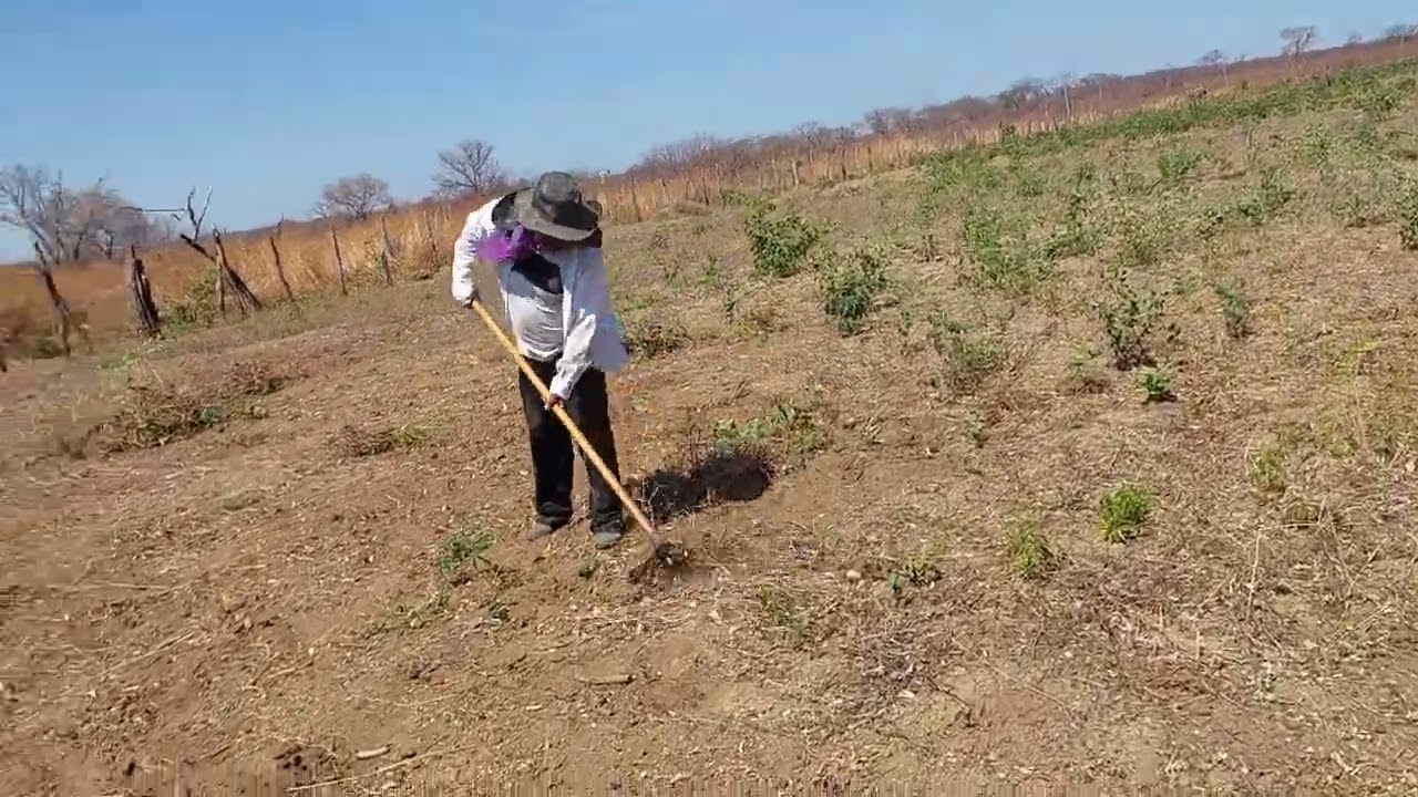 Vida  na Roça muito  boa,
