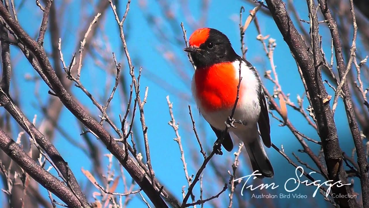 Red capped Robin Australian Bird Media.