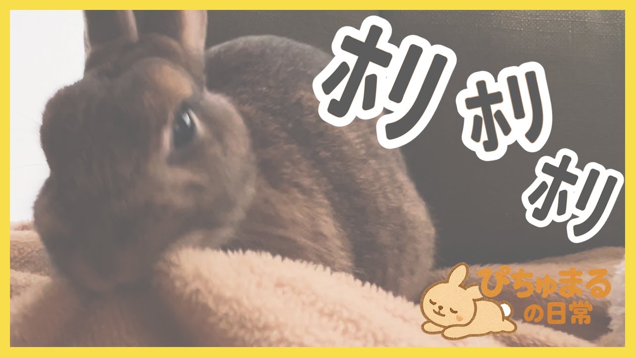 【ぴちゅまる日記】油断してたら始まりました🐰💦
