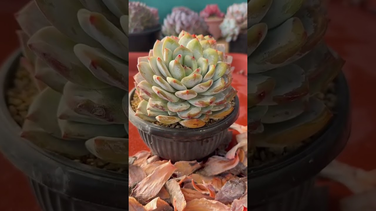 Indoor Succulent Problems & Solutions | Fix Weak, Stretching or Dying Plants