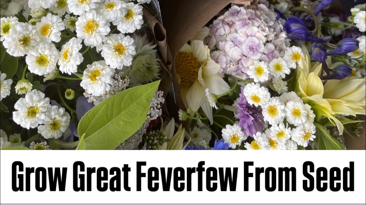 Growing Feverfew from Seed : Matricaria : Zone 5 : Hardy Annuals : Cool Flowers : cut flowers