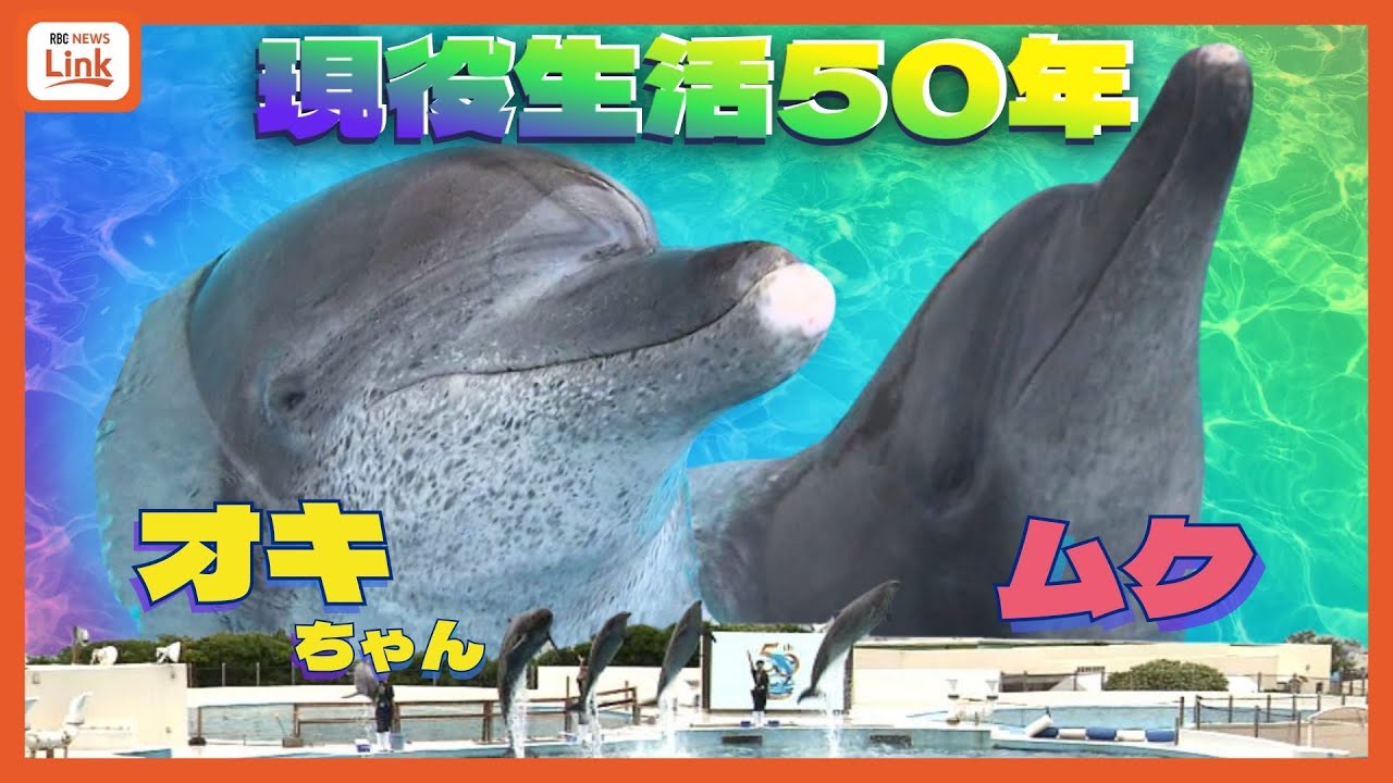 50年現役！「沖縄観光のハイライト」美ら海水族館のオキちゃんとムク　世界最長飼育、来場者5000万人超の舞台裏